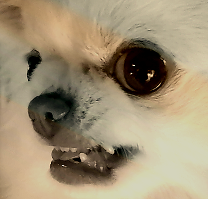 ソフトウェアの番犬
