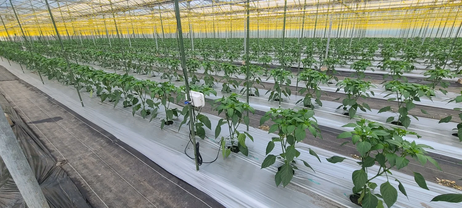 ピーマンを栽培するハウスに設置されたCropWatchセンサー