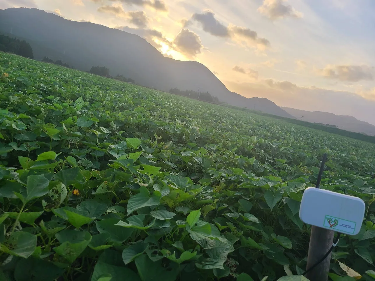 夕暮れの露地畑に設置されたCropWatchセンサー