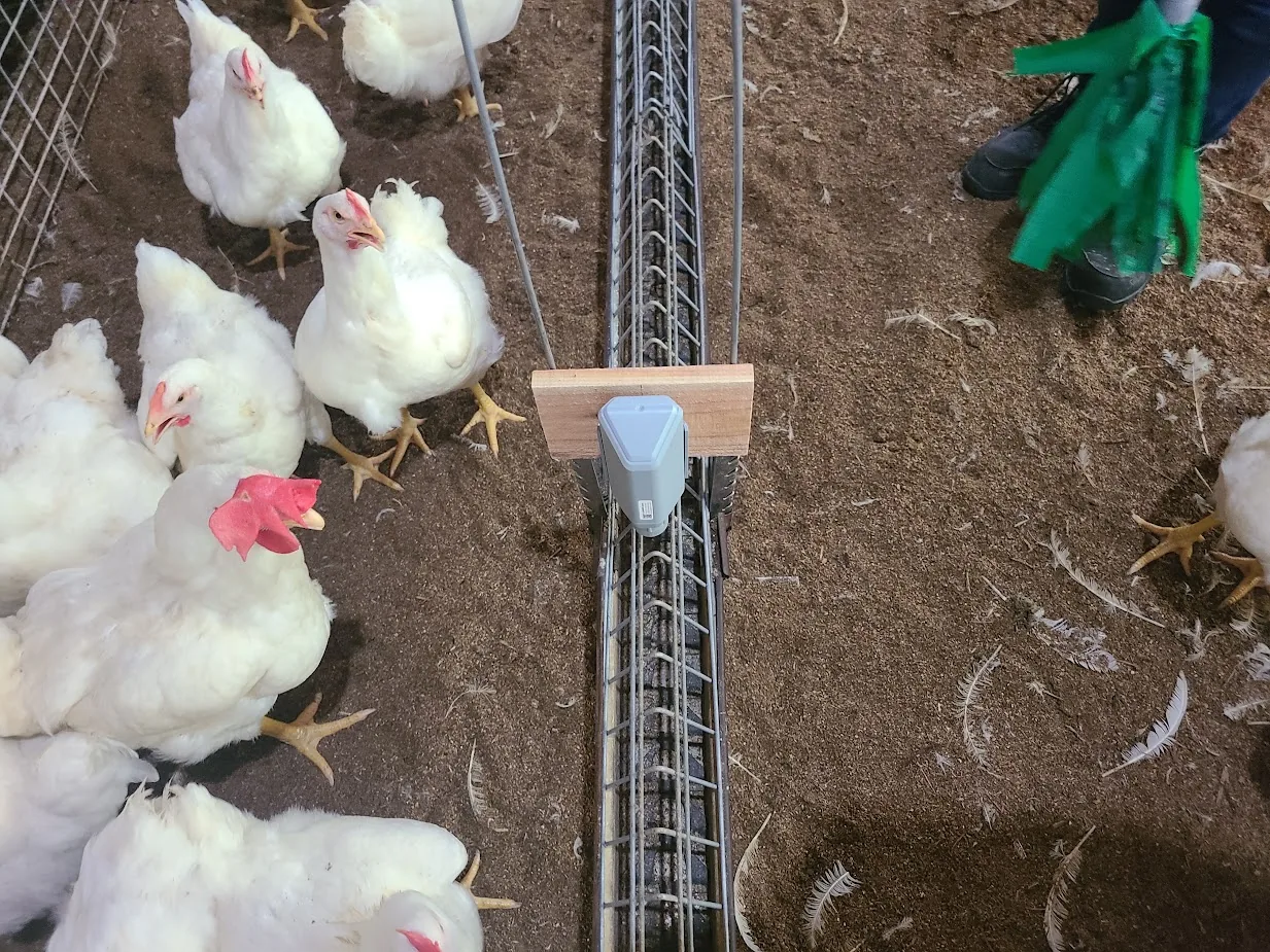 畜舎の飼育ラインに設置されたCropWatchセンサー